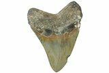 Serrated, Fossil Megalodon Tooth - North Carolina #311113-1